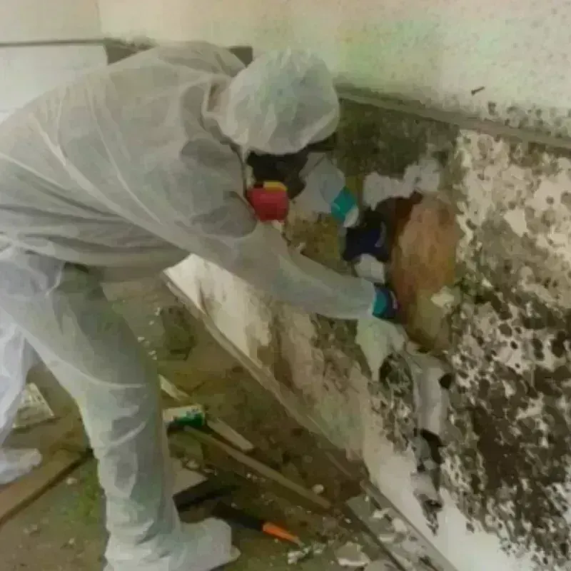 Mold Remediation and Removal in Amory, MS